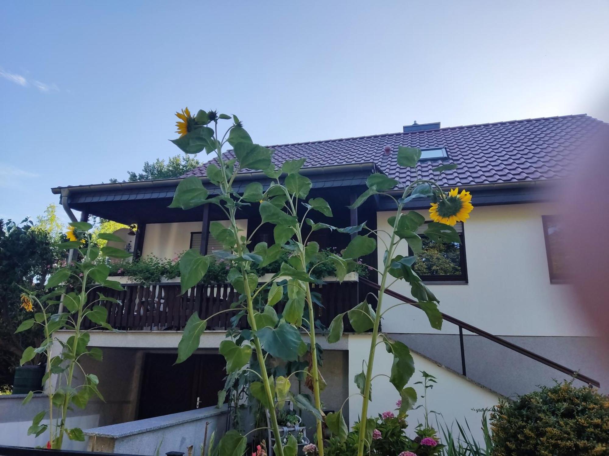 Waldhus Villa Uckeritz Rom bilde